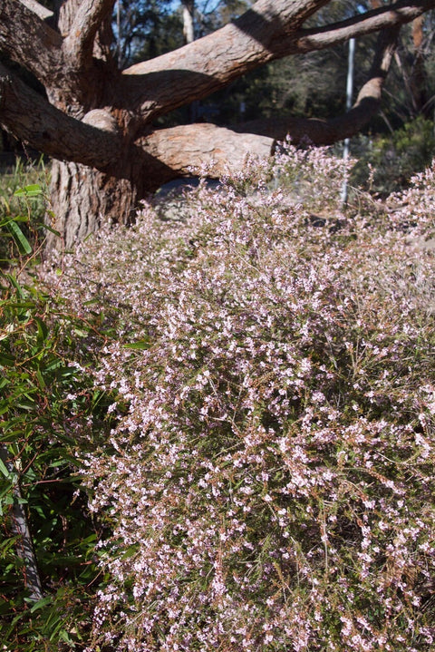 Thryptomene saxicola ‘FC Payne’ 200mm