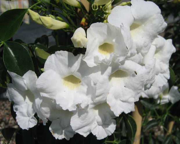 Pandorea jasminoides 'Alba 140mm