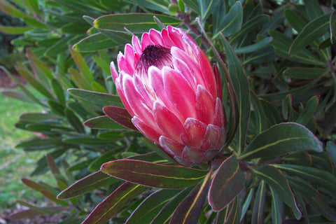 Protea 'Pink Ice' 250mm
