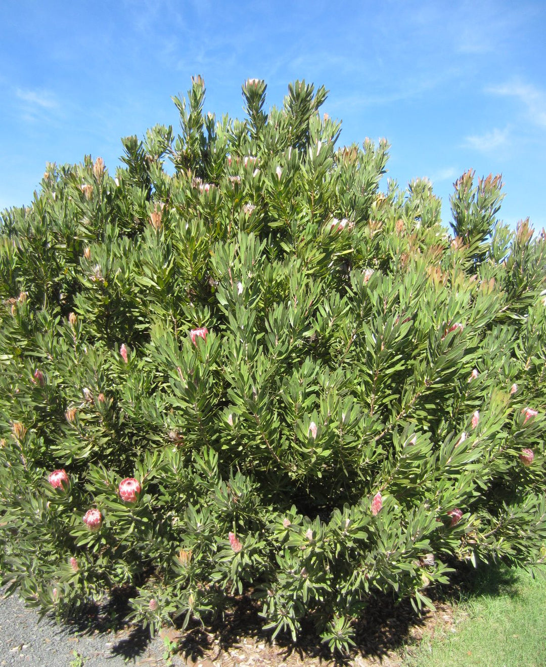 Protea 'Pink Ice' 140mm