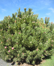 Protea 'Pink Ice' 250mm