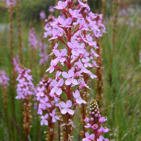 Stylidium armeria 'Dinosaur Grass Pink' 140 mm