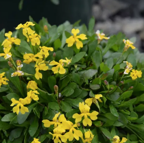 Goodenia 'Mallee Bonza' 140mm