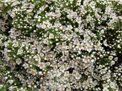 Chamelaucium 'Pearl Buttons' 140mm