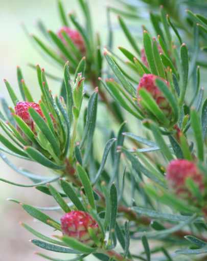 Leucadendron 'strawberry Fair' 140mm
