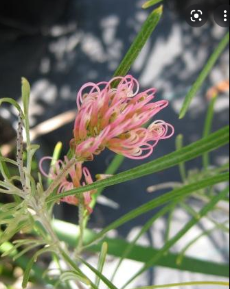 Grevillea Frosty pink 140mm