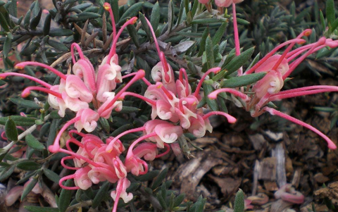 Grevillea pinky petite 140mm
