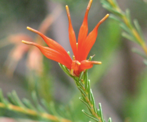 Lambertia ericifolia 200mm
