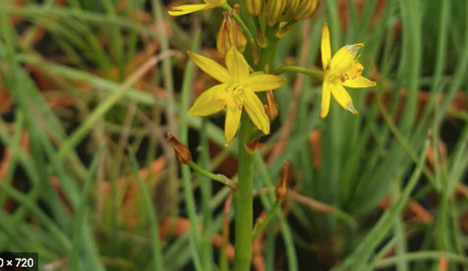 Tucker Bush Bulbine bulbosa 140mm