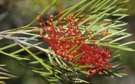 Grevillea Hookeriana 'Red Hooks' 250 mm