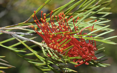 Grevillea Hookeriana 200 mm