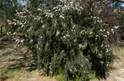 Leptospermum 'Starry Night' 300mm