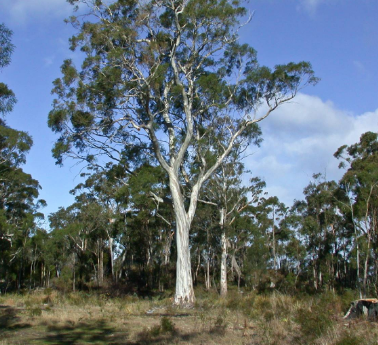 Eucalyptus Pulchella 300mm