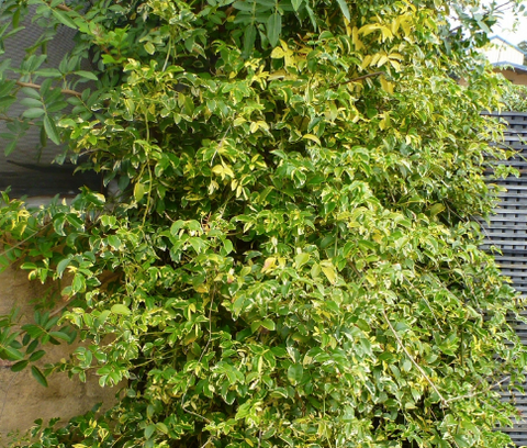 Pandorea jasminoides ‘Charisma’ 140mm