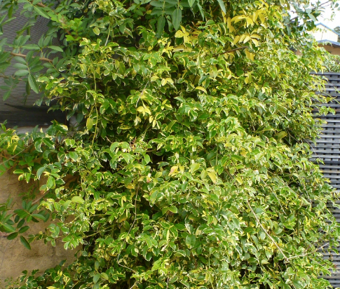 Pandorea jasminoides ‘Charisma’ 140mm