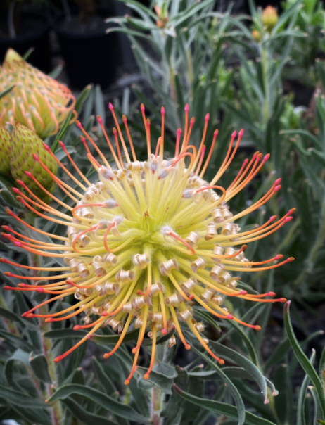 Leucospermum carnival® sunrise 140mm