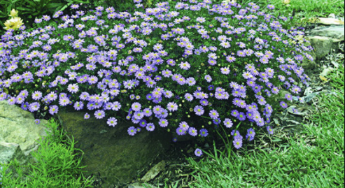 Brachyscome Country Lights 140mm