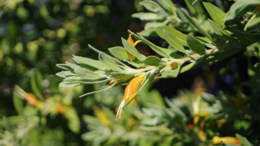 Eremophila glabra sp. Lime Gold 140mm