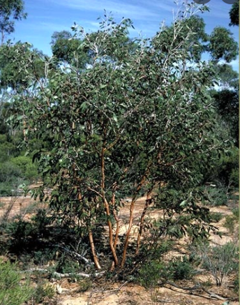 Eucalyptus incerata 140mm