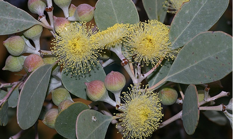 Eucalyptus orbifolia 200mm