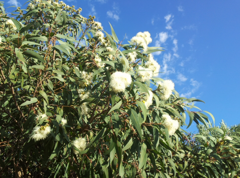 Corymbia Exima Nana 140mm