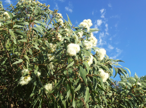 Corymbia Exima Nana 300mm