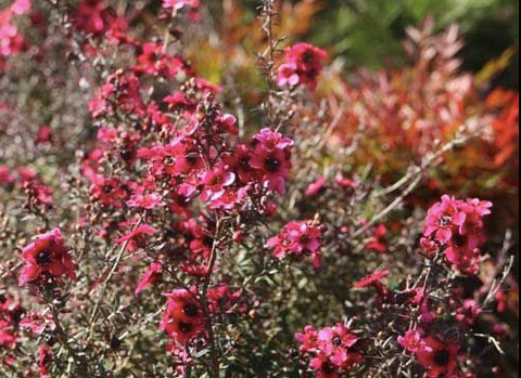 Leptospermum Nanum Rubrum 250mm