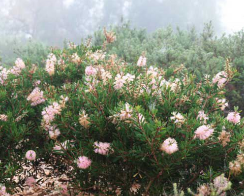 Callistemon 'Sweet Burst' 140mm