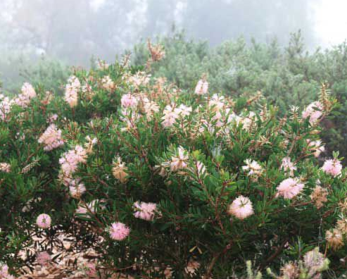 Callistemon 'Sweet Burst' 140mm