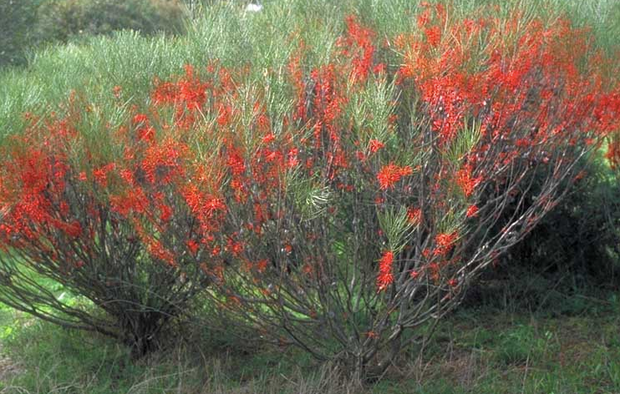 Hakea orthorrhyncha 140mm