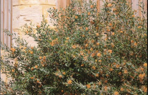 Grevillea Apricot Glow 140mm