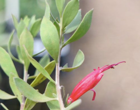 Eremophila Burgundy prostrate 140mm