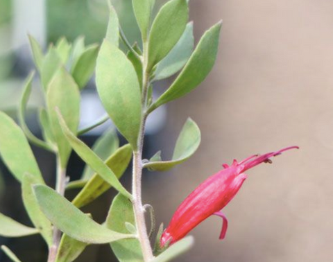 Eremophila glabra Burgundy 140mm