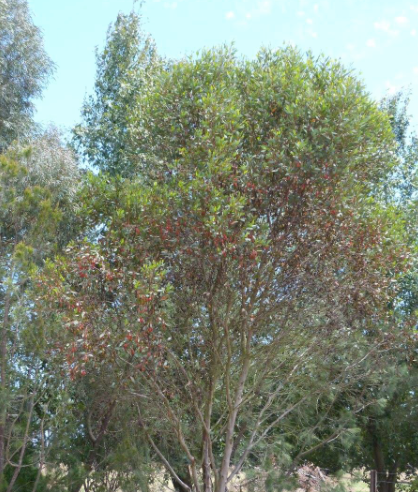 Eucalyptus 'Little specky' 250mm
