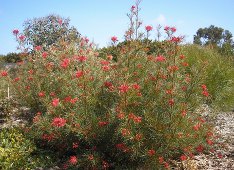 Grevillea 'Bon Accord' 140mm