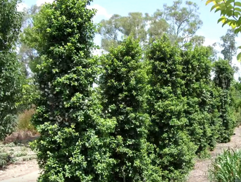 Syzygium pinnacle 250mm