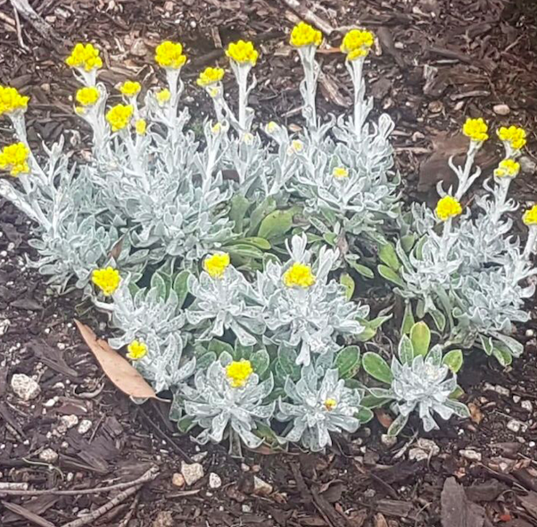 Chrysocephalum apiculatum 'Bridgewater Bay' 140mm