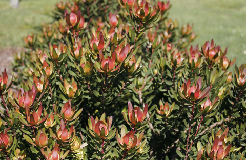 Leucadendron 'Red Gem' 140mm