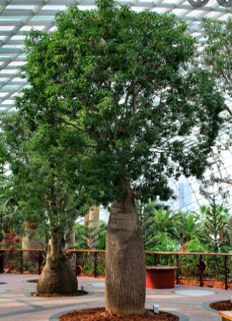 Queensland Bottle Tree 400mm