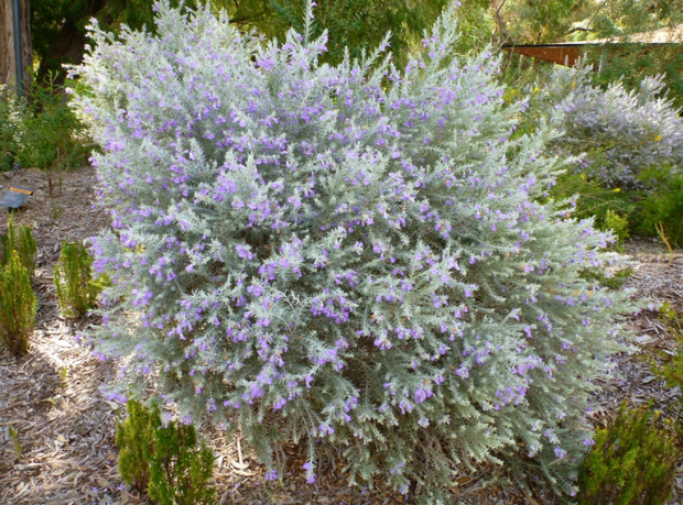 Eremophila nivea Grafted 140mm