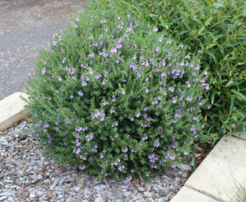 Westringia 'Blue Gem' 140mm