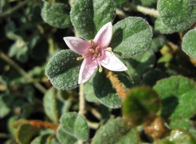 Correa alba pannossa 'Pink' 140mm