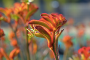 Anigozanthos 'Bush Glow' 140mm