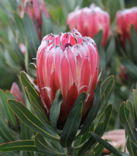 Protea 'Frosted Fire' 140mm