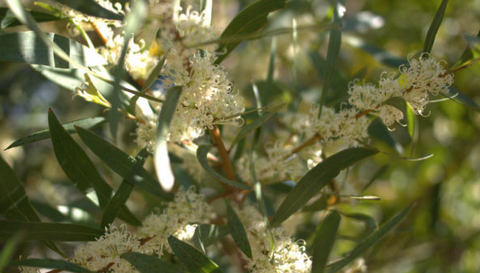 Hakea Salicifolia tube