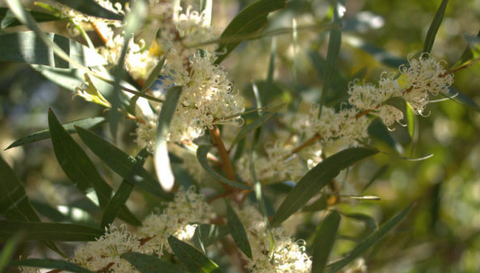 Hakea Salicifolia 200mm