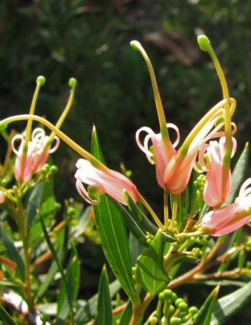 Grevillea 'Forest Rambler' Tube