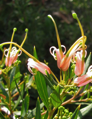 Grevillea 'Forest Rambler' 250mm