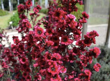 Leptospermum Fireball 200mm