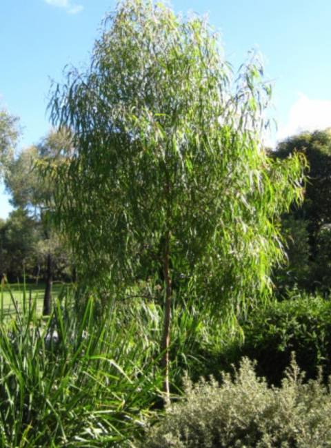 Corymbia citriodora 'scentuous' 40cm